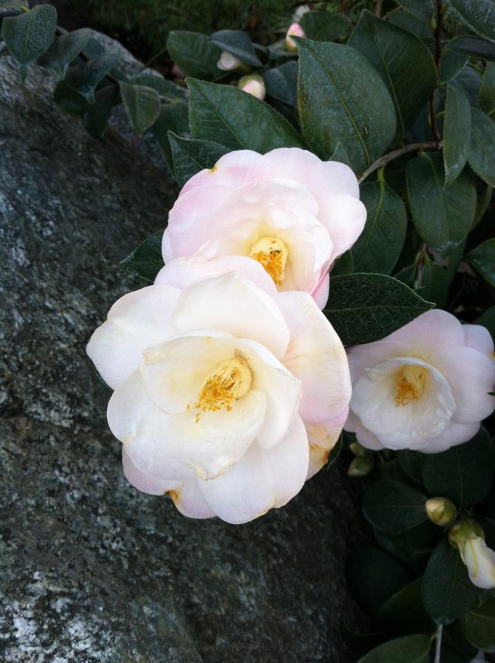 pink flowers